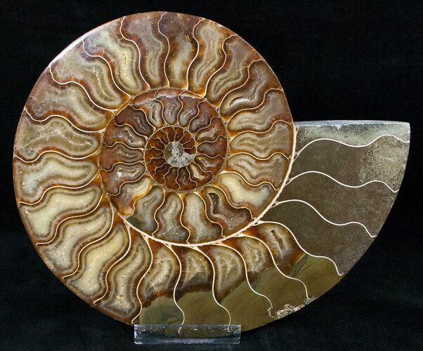 Split Ammonite Half - Agatized #12461